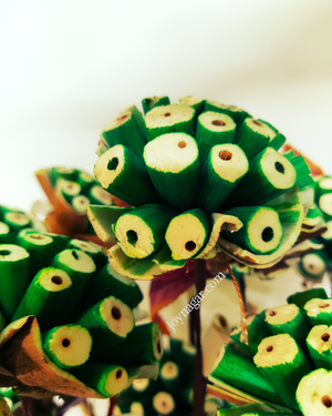 Decorative Burl Sola Wood Flower Stick Joynagar Handicraft Artificial Flowers color_green