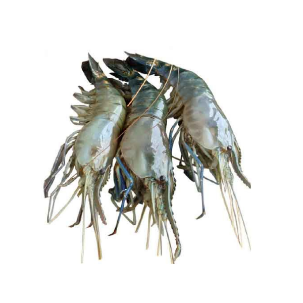 Fresh C Grade Big Prawn/ Golda/ Mocha Unpeeled Frozen