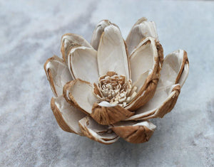 Senna Sola Wood Skin Flower - JOYNAGAR