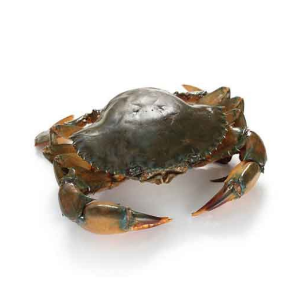 sundarban river mud crab