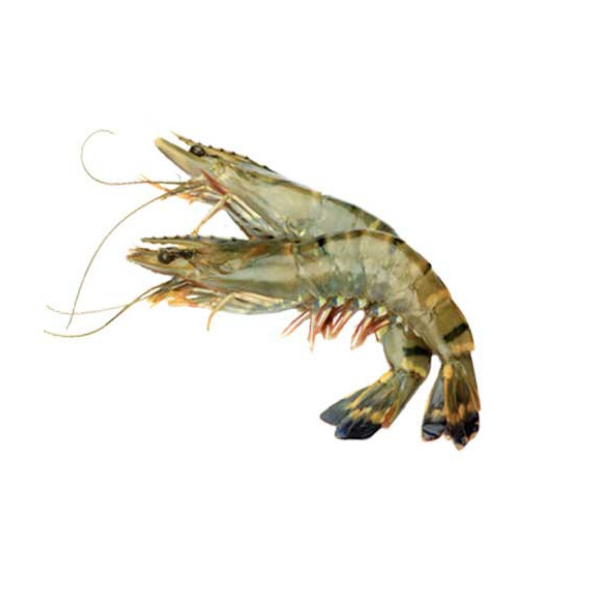 Fresh B Grade Sundarban Tiger Prawn/ Shrimp Unpeeled Frozen-joynagar